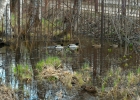 Утки пришли с пруда на болотце у колокольни